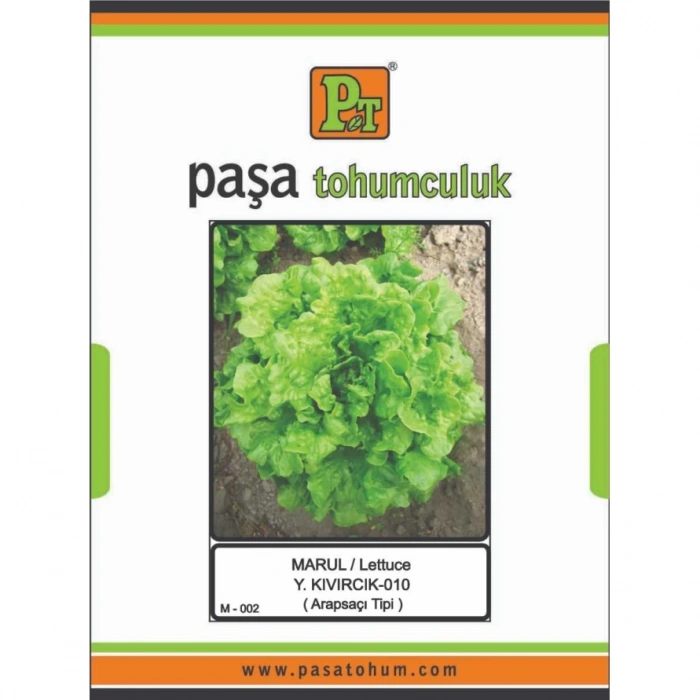 PAŞA LETTUCE (ARAPSAÇI TİPİ) MARUL TOHUMU 10 GR
