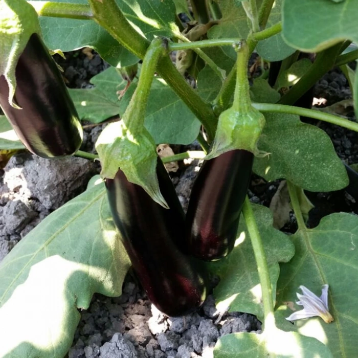 ÇOKER AYDIN SİYAHI PATLICAN TOHUMU 25 GR