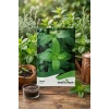 Nesil Tohum Nane(Mentha) Tohumu
