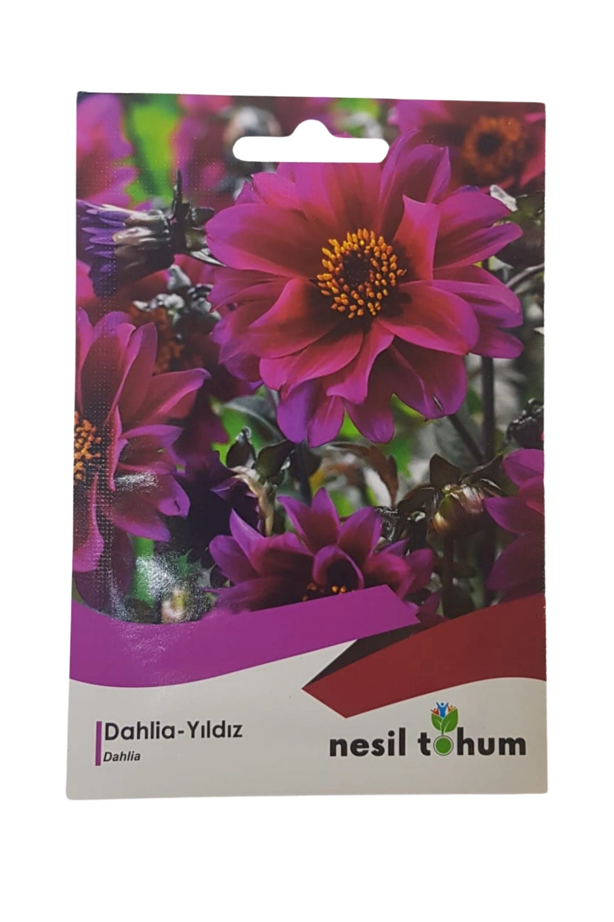 Dahlia Yıldız Çiçeği Tohumu