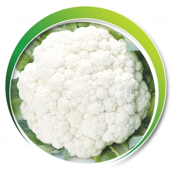 MAKROGEN IGLOO KARNABAHAR 5GR