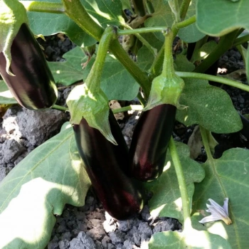 ÇOKER AYDIN SİYAHI PATLICAN TOHUMU 25 GR