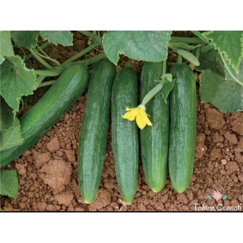 AGRO PLANT BEITH ALPHA HIYAR TOHUMU 10 GR