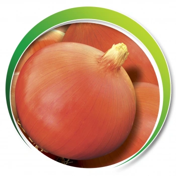 MAKROGEN AYPARE SOĞAN TOHUMU 10GR