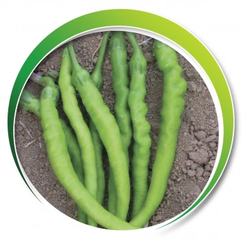 MAKROGEN TAÇ TATLI KIL BİBER TOHUMU 25 GR