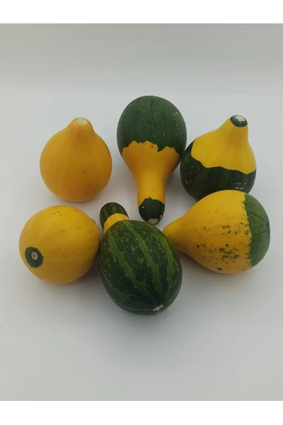 Doğal Kurutulmuş Süs Kabağı Hediyelik