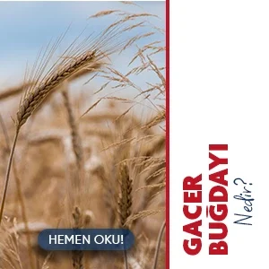 Gacer Nedir? Ata Tohumlarıyla Üretilen Doğal Bir Lezzet