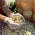 Develi Yerli Çiğ Kabak Çekirdeği 1 Kg