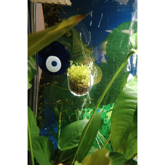 Akvaryum Dekorasyon Bitki Yetistirme ve Yemleme icin Mini Vantuzlu Akrilik Saksi