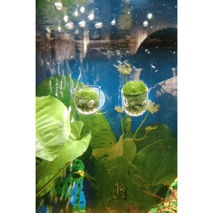 Akvaryum Dekorasyon Bitki Yetistirme ve Yemleme icin Mini Vantuzlu Akrilik Saksi