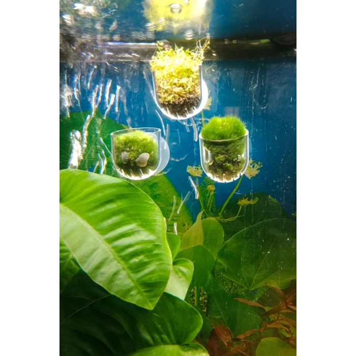 Akvaryum Dekorasyon Bitki Yetistirme ve Yemleme icin Mini Vantuzlu Akrilik Saksi