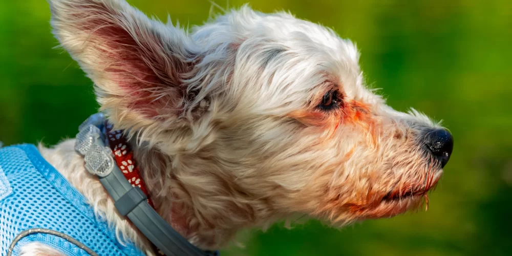 Patili Dostlarınızı Fotoğraflamanın Sırları: Pet Fotoğrafçılığı Rehberi