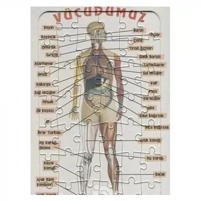 Ema Yap-boz İnsan Vücudu 25x35 /eleleilkadım