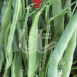 Bursa Tohum Balkız Fasulye Tohumu (Oturak) 250 Gr
