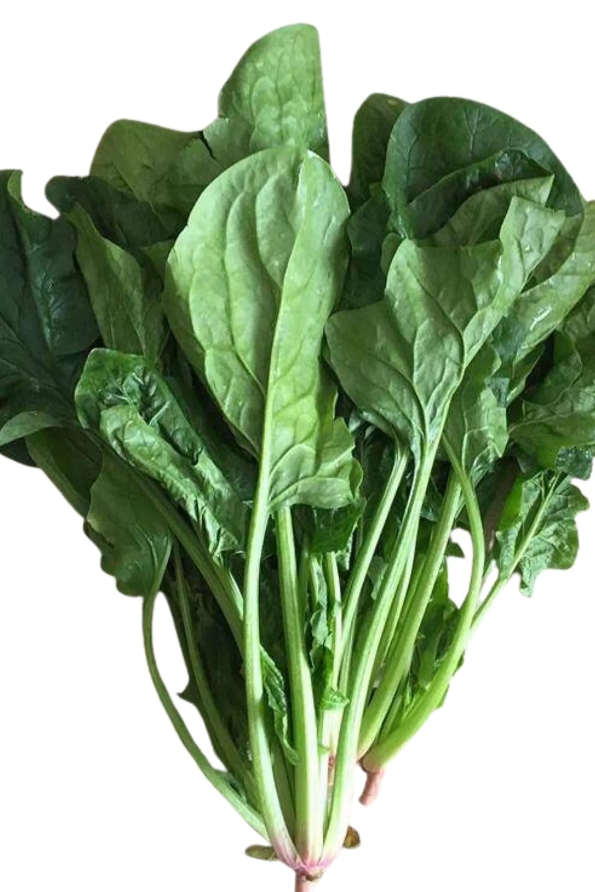 Bursa Geniş Yapraklı Yerli Ispanak Tohumu 1 Kg