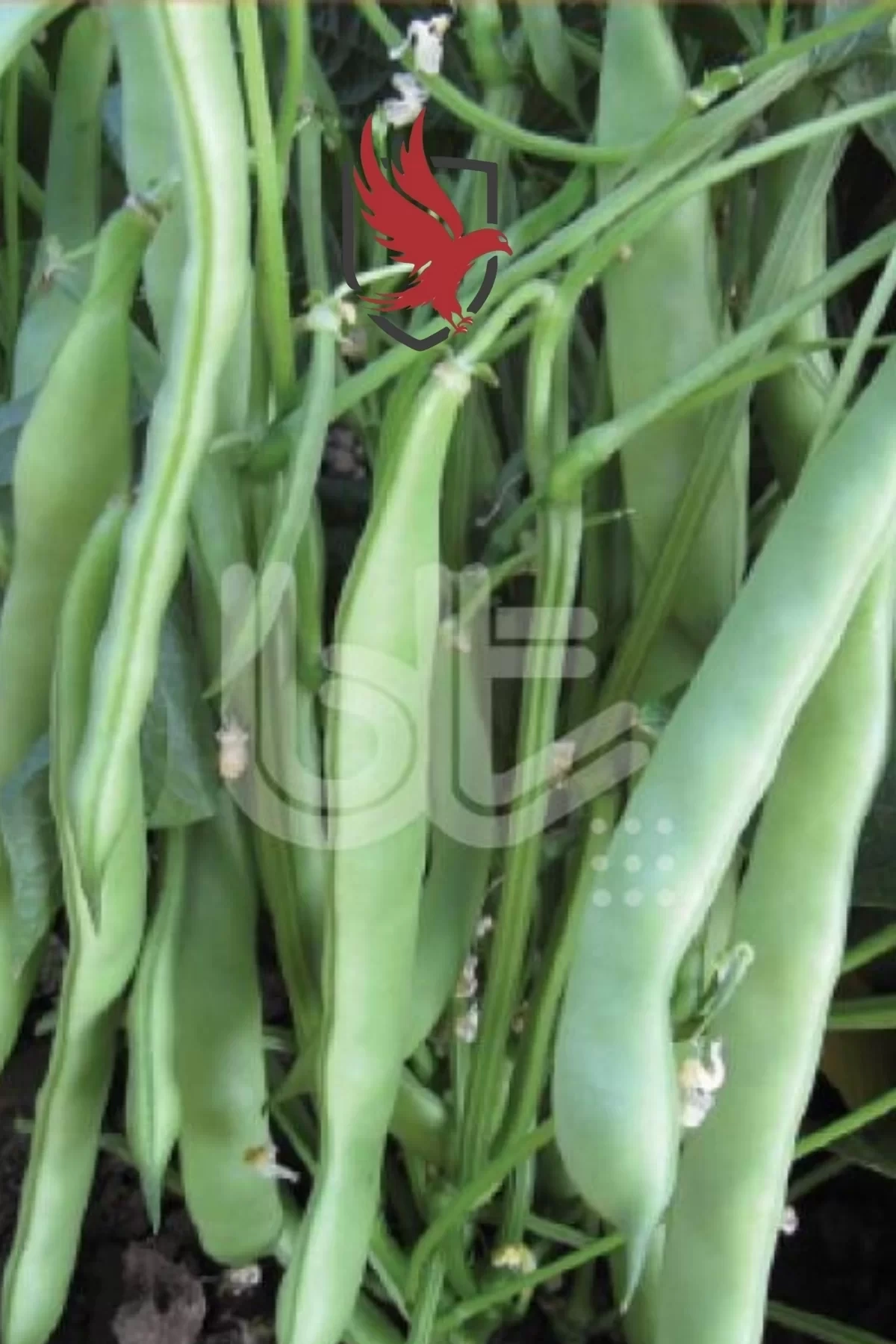 Bursa Tohum Balkız Fasulye Tohumu (Oturak) 250 Gr