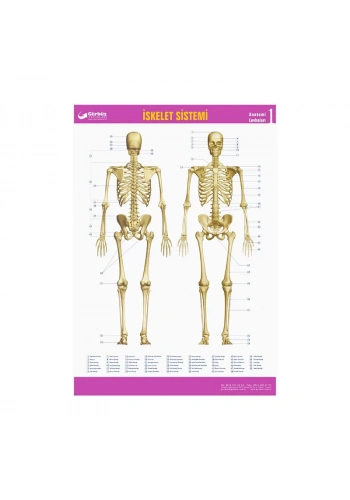 GÜRBÜZ 31013 İSKELET SİSTEMİ HARİTASI