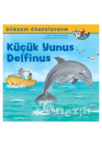 Küçük Yunus Delfinus