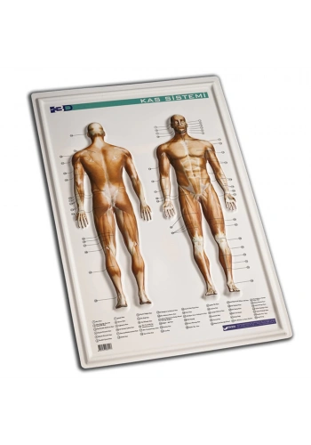 Gürbüz Kabartma Kas Sistemi 35x50