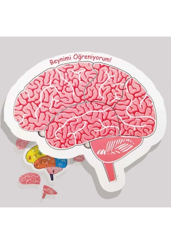 Moon Beavers Beynimi Öğreniyorum Ahşap Eğitici Oyun