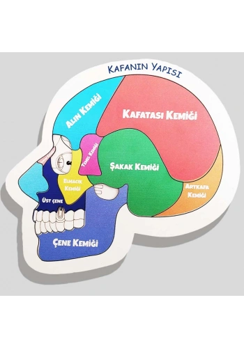 Moon Beavers Kafanın Yapısı Ahşap Eğitici Oyun