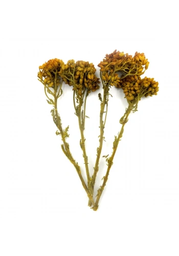 Odak Hobi Poşet Ağaç Sarı