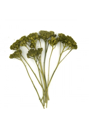 Odak Hobi Poşet Ağaç Yeşil