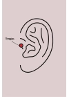 316L Çelik Gold Renk Zirkon Taşlı Kurdele Tragus Piercing