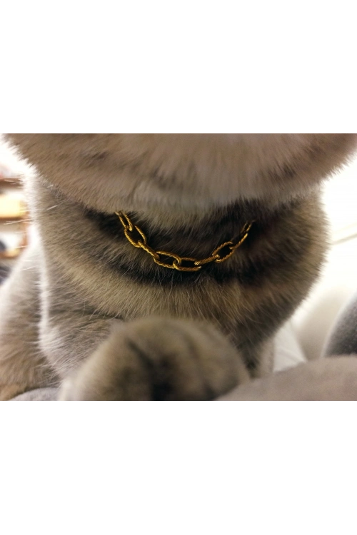 Paperclip Zincirli Gold Çelik Kedi Tasması/Aksesuarı | Meow Serisi