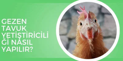 Gezen Tavuk Yetiştiriciliği Nasıl Yapılır?