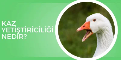 Kaz Yetiştiriciliği Nedir ve Nasıl Yapılır?