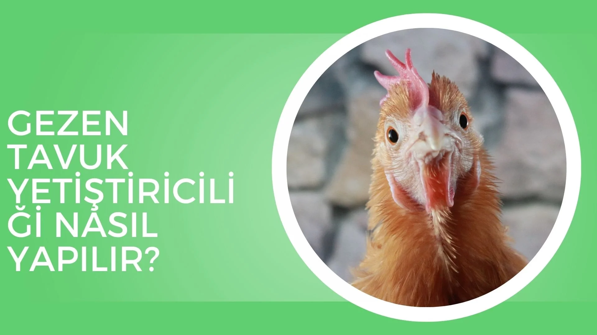 Gezen Tavuk Yetiştiriciliği Nasıl Yapılır?