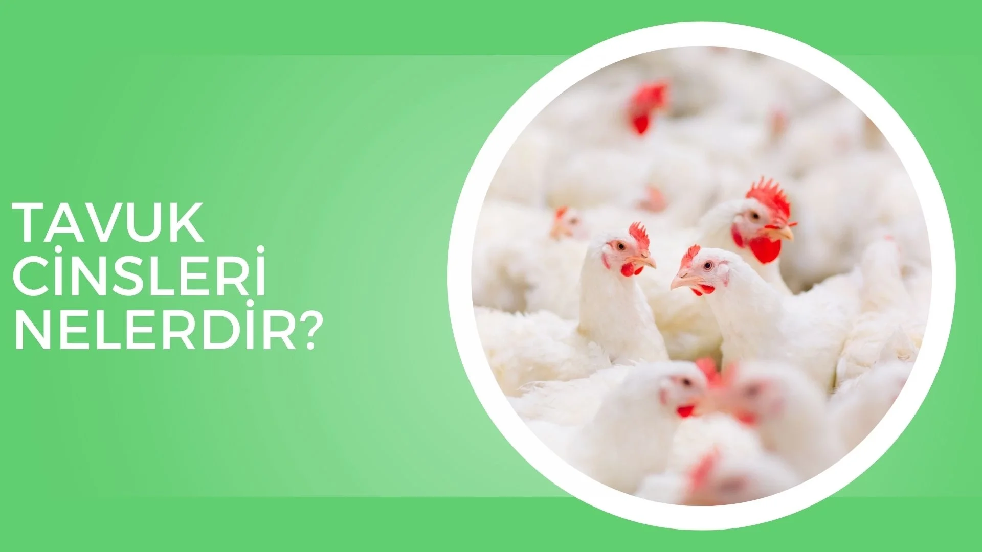 Tavuk Cinsleri Nelerdir?