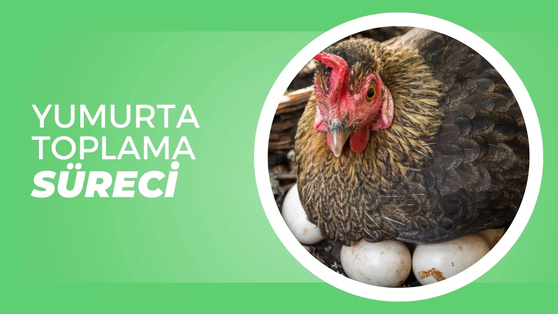 Yumurta Toplama Süreci