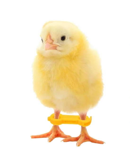 12 Adet Civciv Ayak Düzenleyici Aparat | Yeni Doğan Civcivlerde Ayrık Ayak Düzeltici, Kümes Hayvanı Yürüme Denge Aparatı