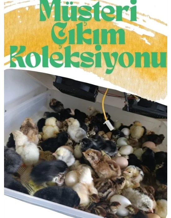Gfallx Kalibre Cihazlı Beyaz Kaz Uyumlu 120 Yumurtalık Otomatik Kuluçka Makinesi