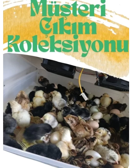 KAZ KULUCKA 5 Otomatik Programlı 130 Tavuk Yumurta Kapasiteli Tam Otomatik Kuluçka Makinesi