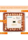 Evonest 56 Yumurtalık Kuluçka Makinesi | Turuncu Model