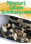 Gfallx Kalibre Cihazlı Beyaz Kaz Uyumlu 120 Yumurtalık Otomatik Kuluçka Makinesi