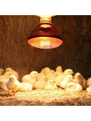 Ana Kucağı Isıtıcı Set | 2x150W Infrared Isıtıcı, Dijital Termostat ve 1 Aydınlatma