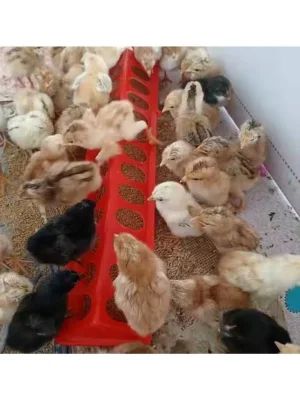 CİVCİV YEMLİK 30 CM KALİTELİ PLASTİK