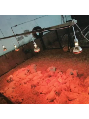 Kümes Isıtıcı Set | 2x250W Infrared Isıtıcı, Dijital Termostat ve 1 Aydınlatma