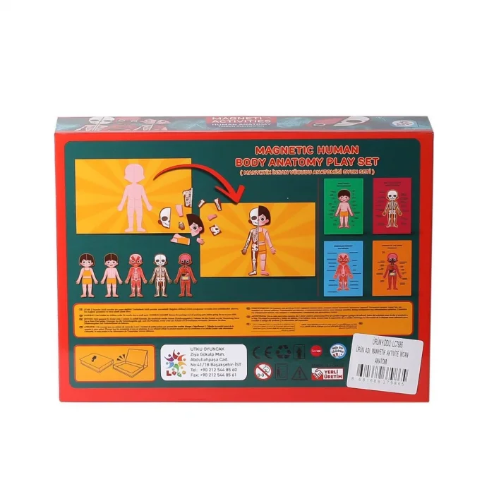 Lc986 Manyetik Aktivite İnsan Anatomisi -laço