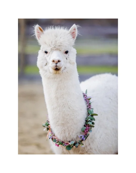 132706 Ravensburger, Alpaka Lama - 200 Parça Puzzle