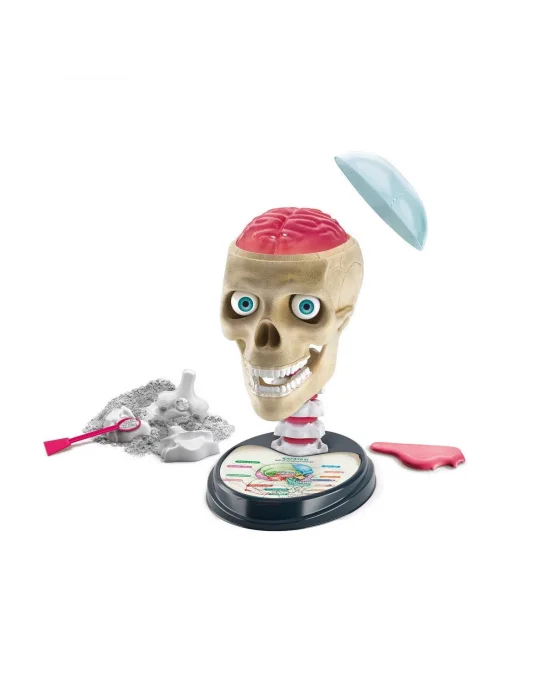 64322 Bilim Ve Oyun - Çılgın Anatomi +7 Yaş