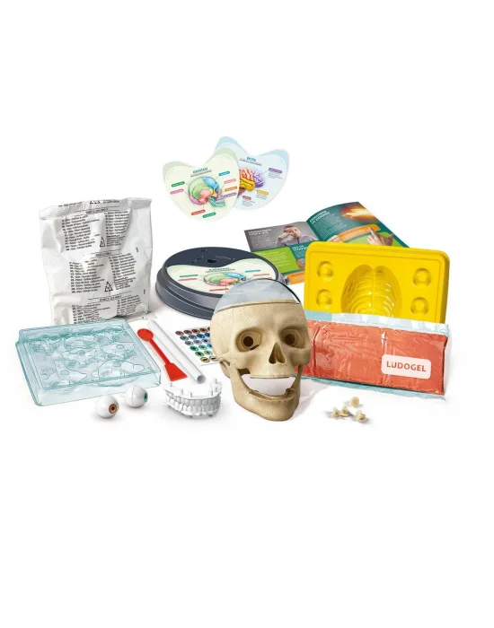 64322 Bilim Ve Oyun - Çılgın Anatomi +7 Yaş