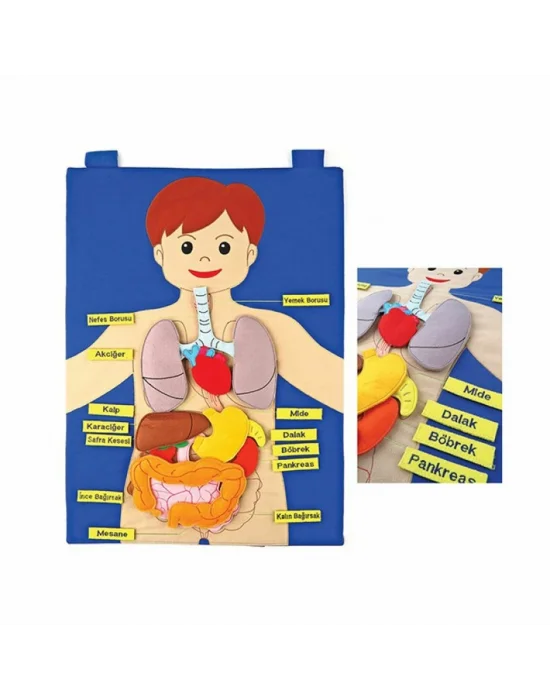 And-5120 Cırtlı Vücudumuz Pano