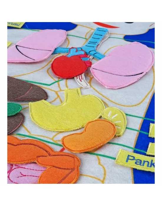 And-5120 Cırtlı Vücudumuz Pano