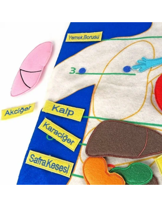 And-5120 Cırtlı Vücudumuz Pano