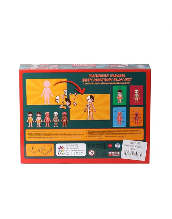 Lc986 Manyetik Aktivite İnsan Anatomisi -laço